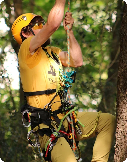 Arborista realizando trabajos de trepa con cuerda y equipo profesional